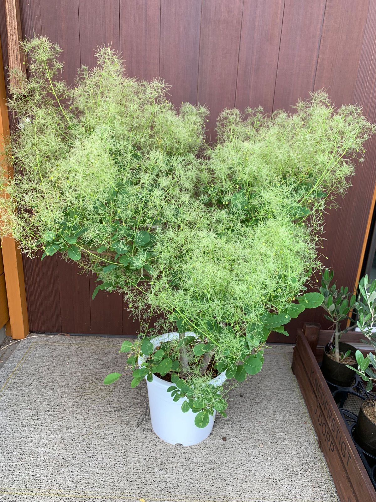 高さ90㌢