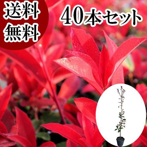 40本セット レッドロビン樹高1.0m前後15cmポット