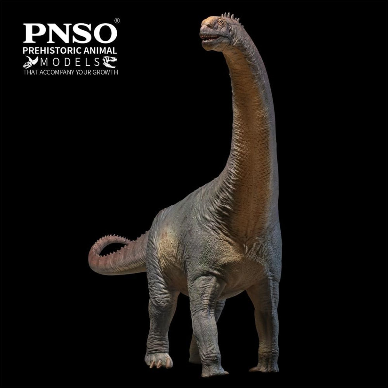 PNSO 成長シリーズ 85 カマラサウルス フィギュア 空洞を持つトカゲ 竜脚類恐竜 カマラサウルス科 ジュラ紀 35cm級 草食 恐竜 PVC おもちゃ 模型 恐竜好き