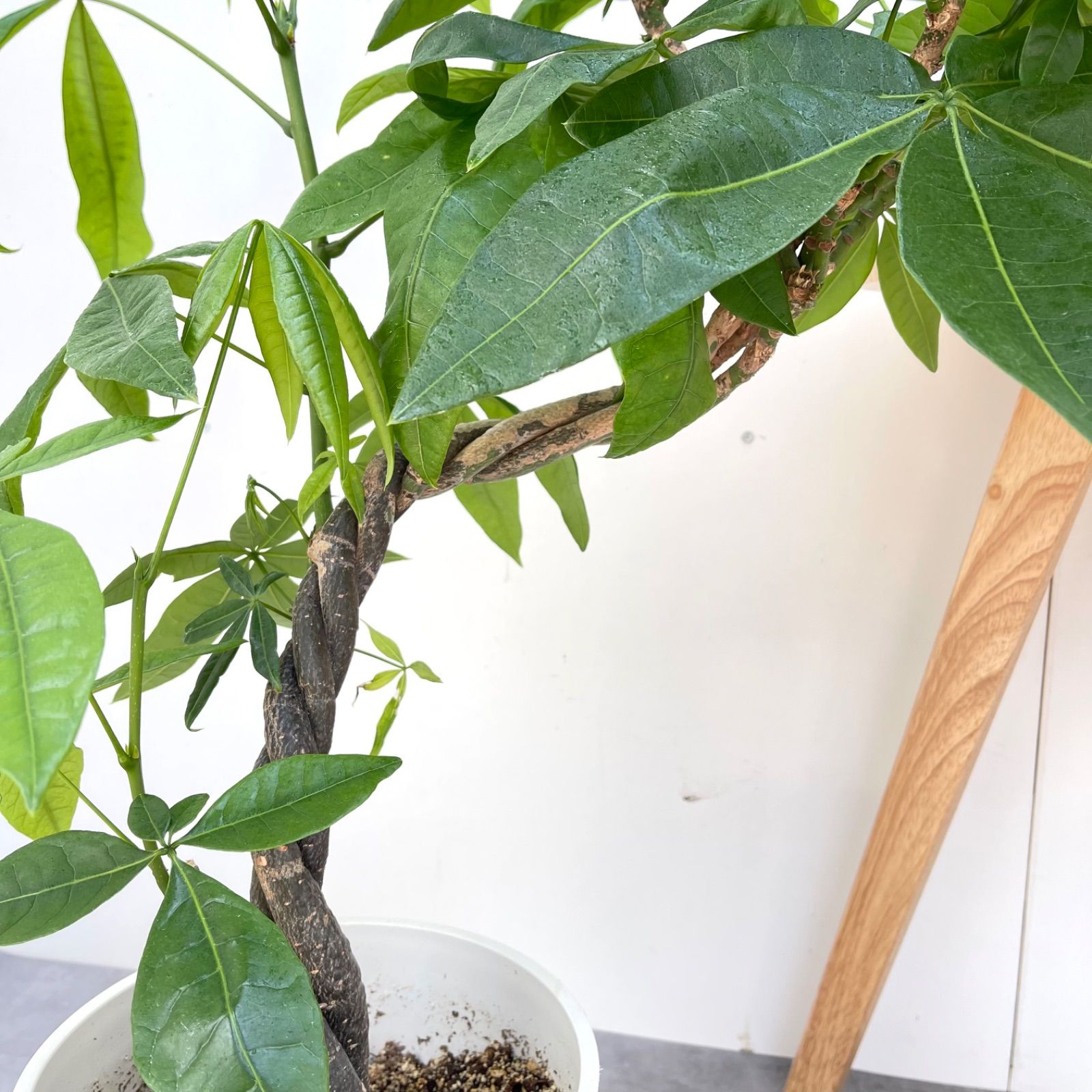 観葉植物 室内