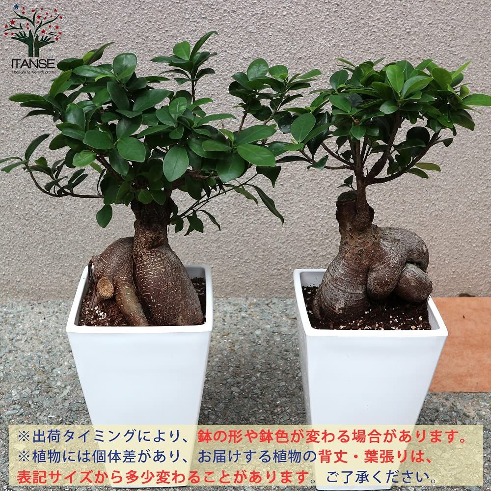 特価商品】ミクロネシア など○初心者にも丈夫で育てやすい観葉植物！原生地では20mにもなる高木ですが、盆栽仕立てのように鉢植えにして小さくして楽しみます。幹の途中から気根という根をだし、地面に付くと太くなり、ガジュマルの木を支える支柱根となります。地植えに  ...