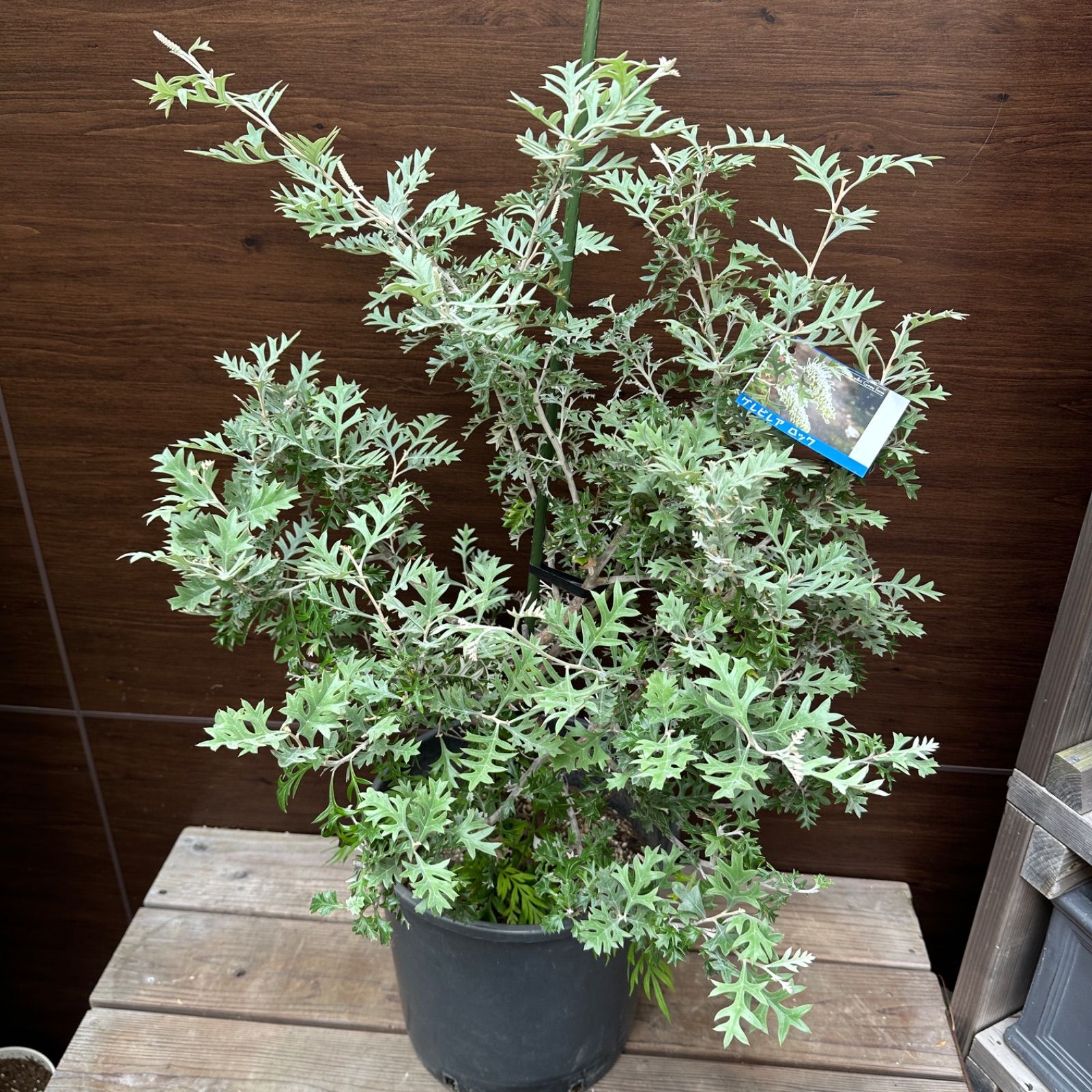 u*c様 グレビレア　グレープ　　希少　発根済み　δ 2025年最新】グレビレア グレープの人気アイテム - メルカリ