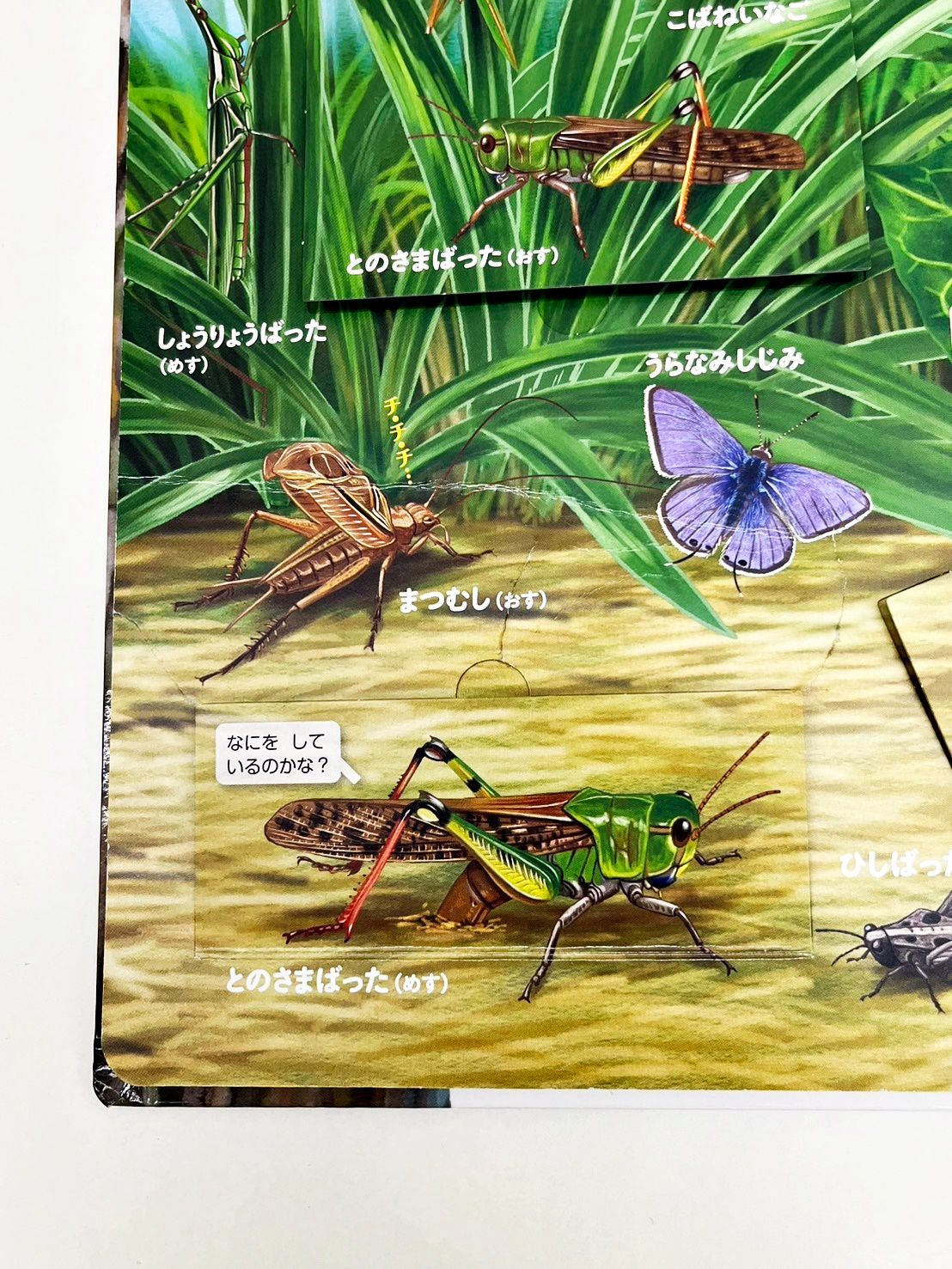 はっけんずかん 6冊セット はっけんずかんプラス｜人気のしかけ絵本みたい