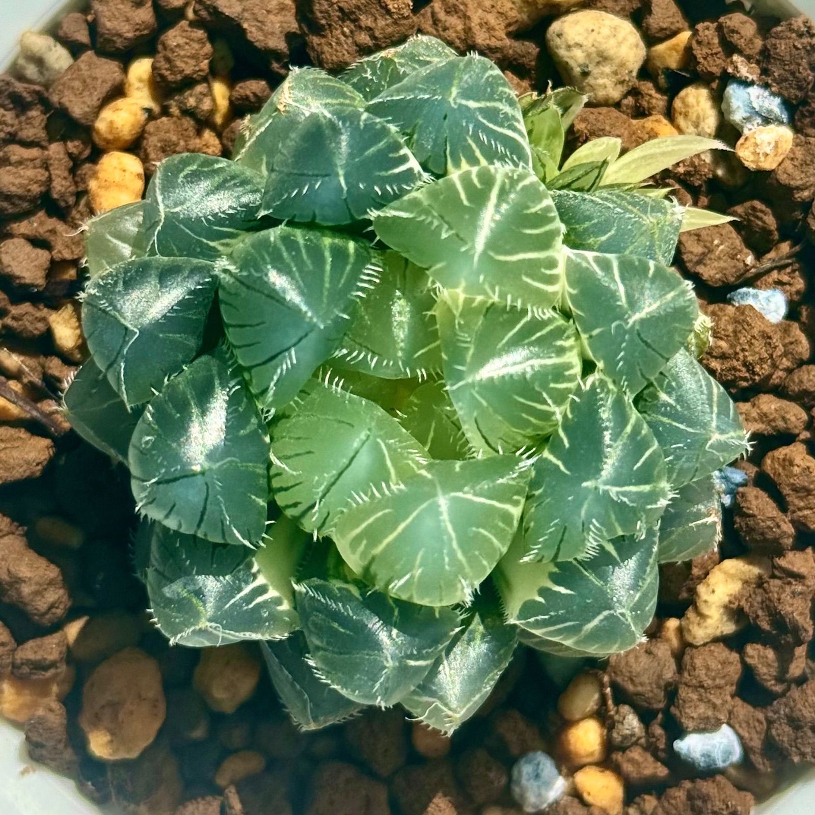 ブルーレンズオブツーサ錦 公式 極上斑 H1758 園芸ネット本店