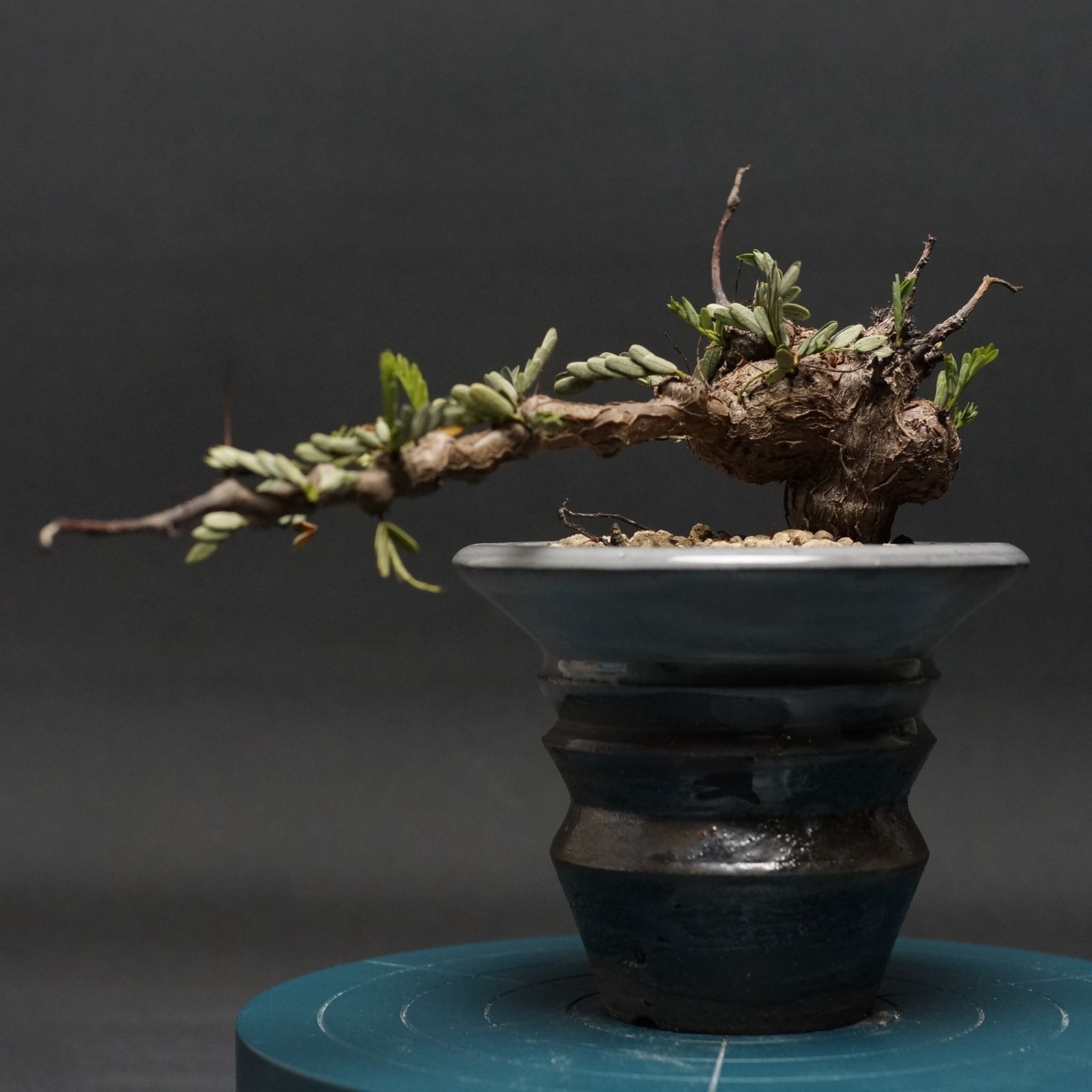 実生 センナメリディオナリス 鉢植えのまま発送 センナ