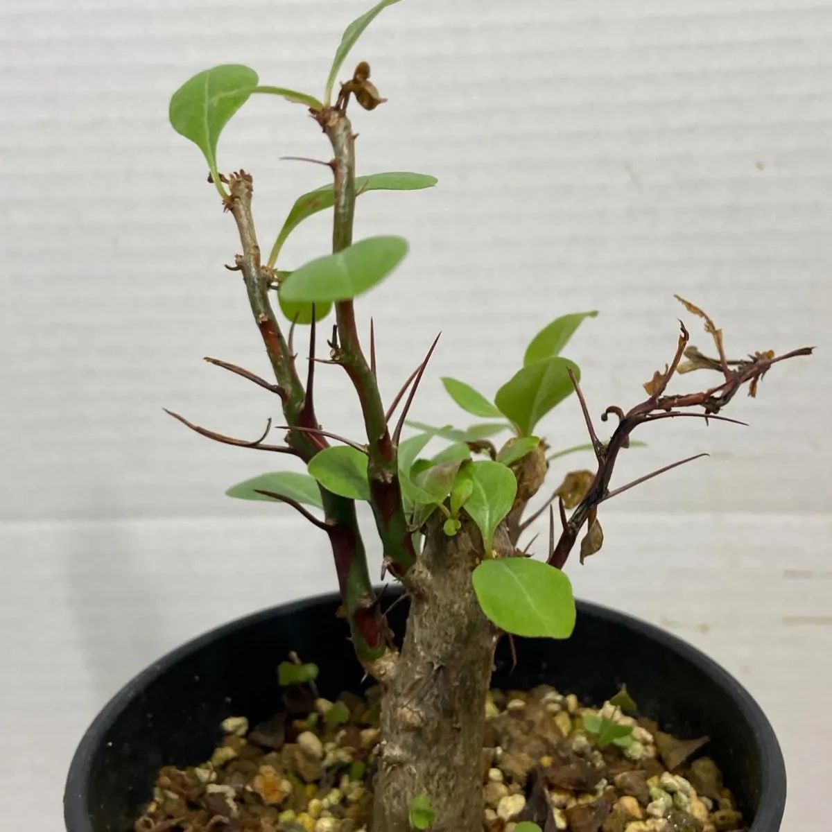 7069 「実生」フォークイエリア ファシクラータ大【発根・有望株・Fouquieria fasciculata・塊根植物・葉落ちします】 - メルカリ