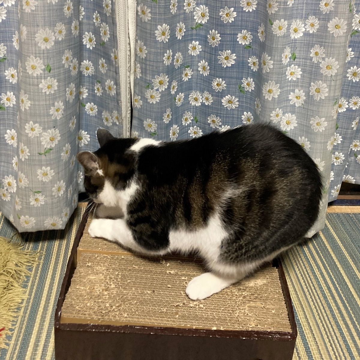 ネコ　猫　キャット　ペット　爪とぎ　猫専用　2個セット　シニア　粗目　ブラウン　段差低め　段ボール　両面使用可能　リバーシブル