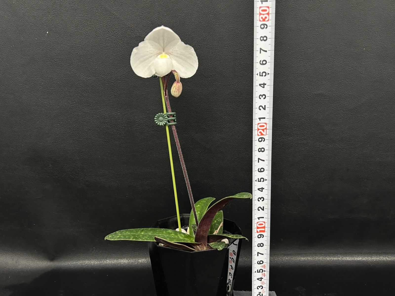 洋ランpaphその3 観葉植物 洋蘭 パフィオ 鉢ごと 人気 観葉植物 パフィオペディラム