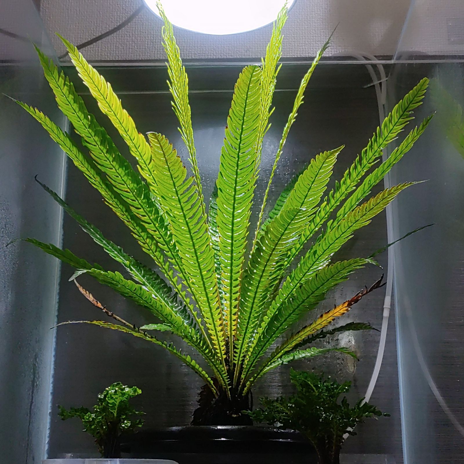 ブレクナム オブツサタム var. オブツサタム(Blechnum obtusatum ブレクナム オブツサタム var. オブツサタム(Blechnum obtusatum