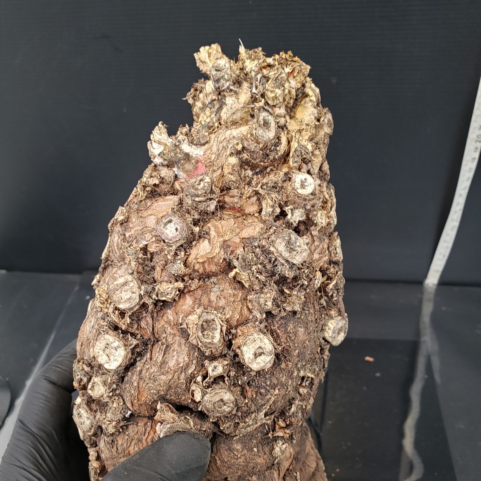 ムランジーナ 発根済 塊根植物 ムランジーナ現地球発根管理 | メタ