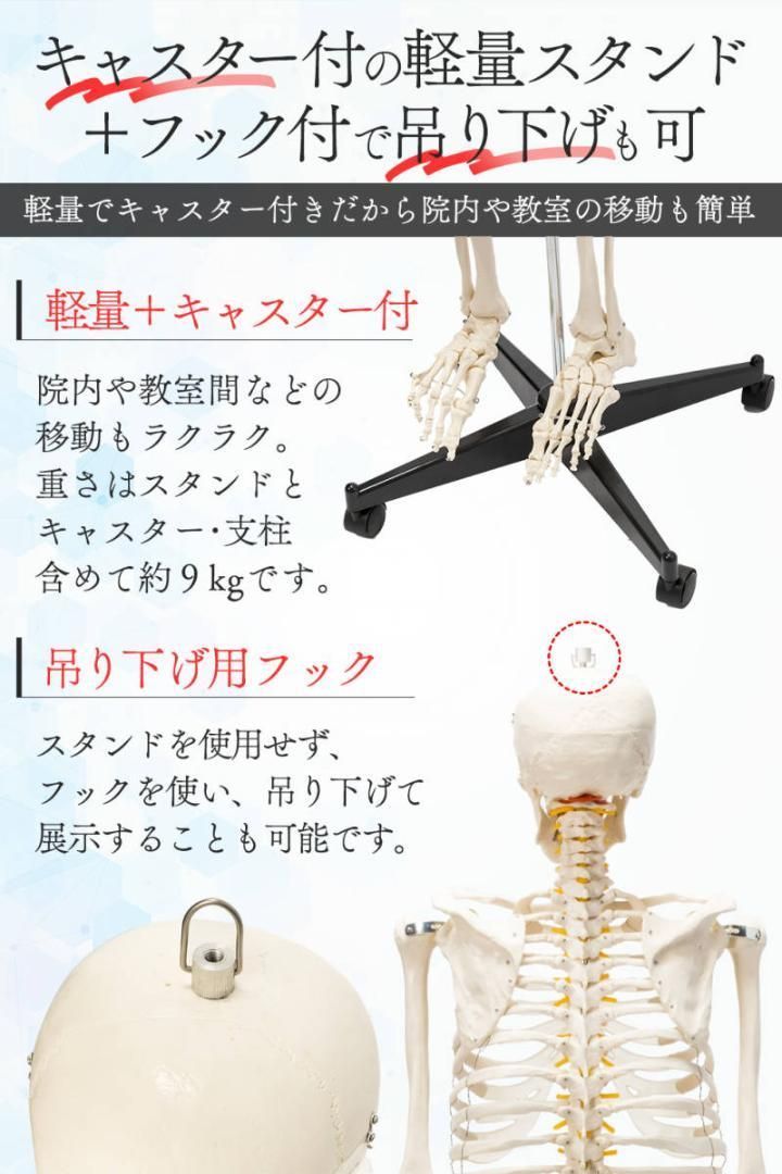 R1743等身大 人体模型 170cm神経根有り全身骨格模型 骨格標本 骸骨模型 R1743等身大 人体模型 170cm神経根有り全身骨格模型 骨格標本