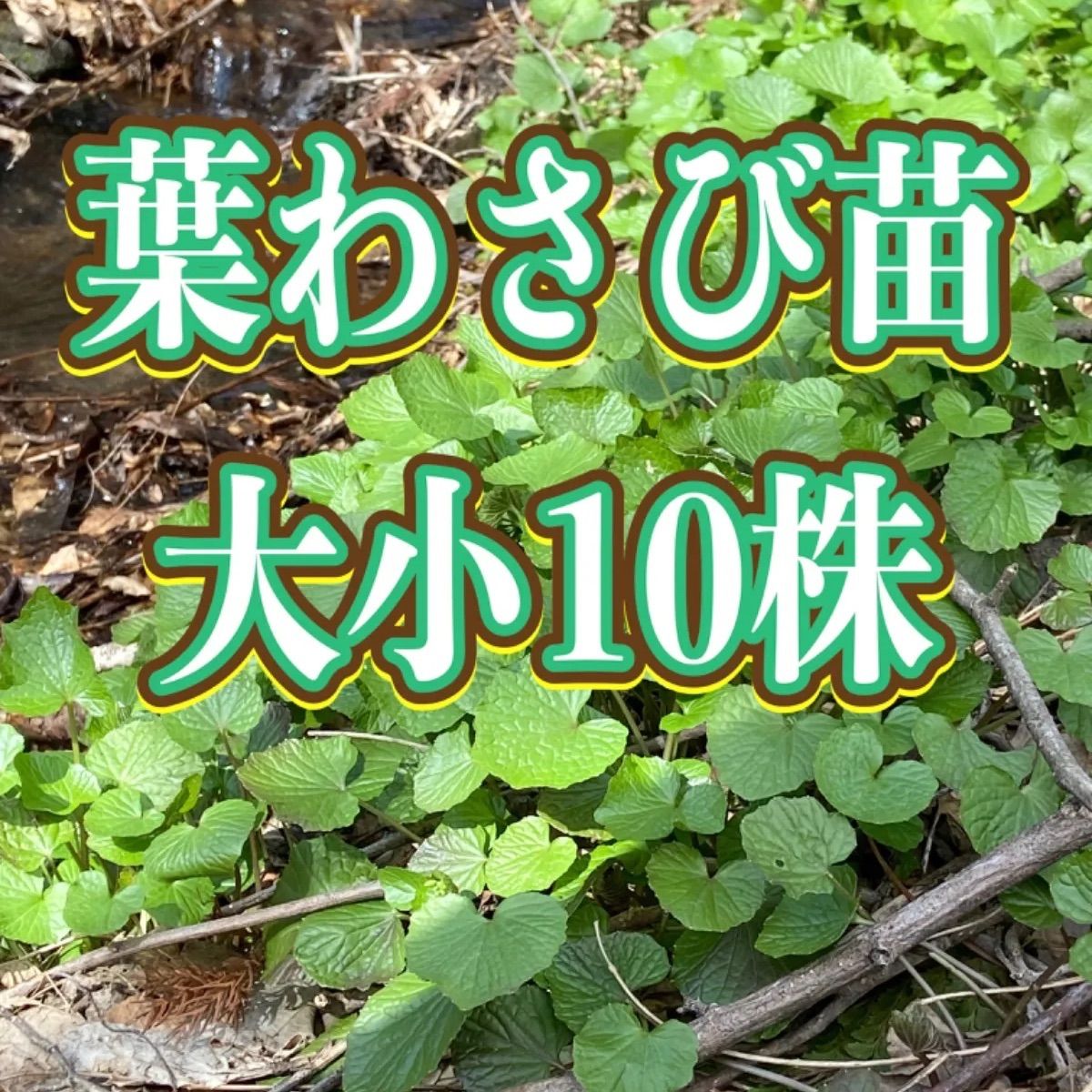 天然 葉わさび苗 大小10株 - メルカリ