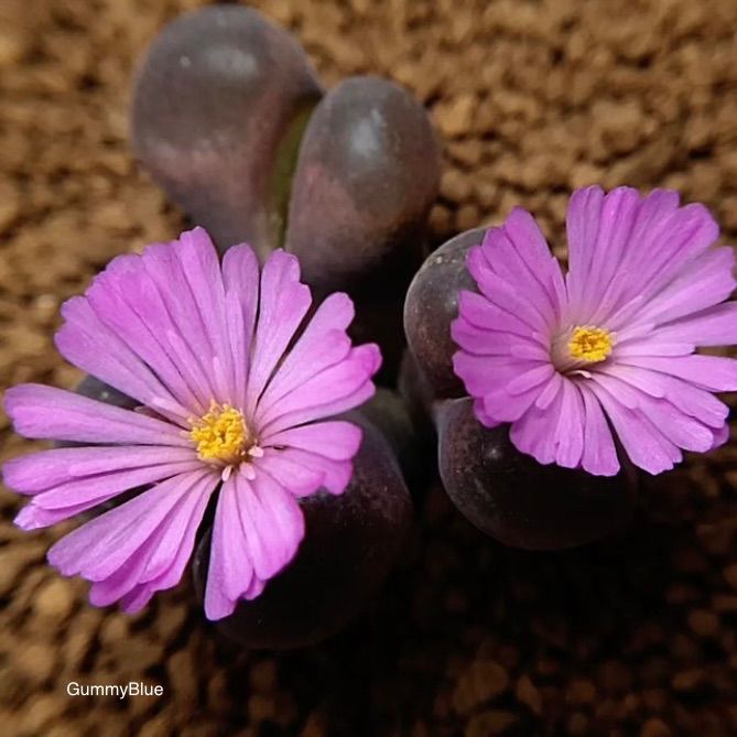 多肉植物 大型風鈴玉 Conophytum friedrichiae 種子 - GummyBlue 多肉