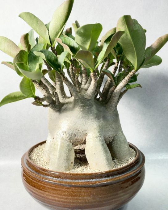 アデニウム ドワーフ タコ足 塊根植物 コーデックス アラビカム
