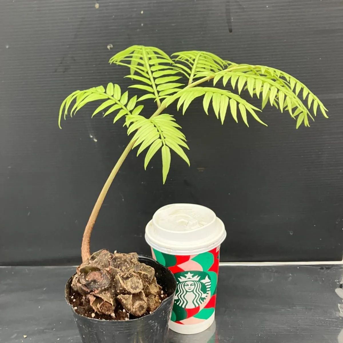 1027 「リュウビンタイ・1鉢販売・現品・Angiopteris