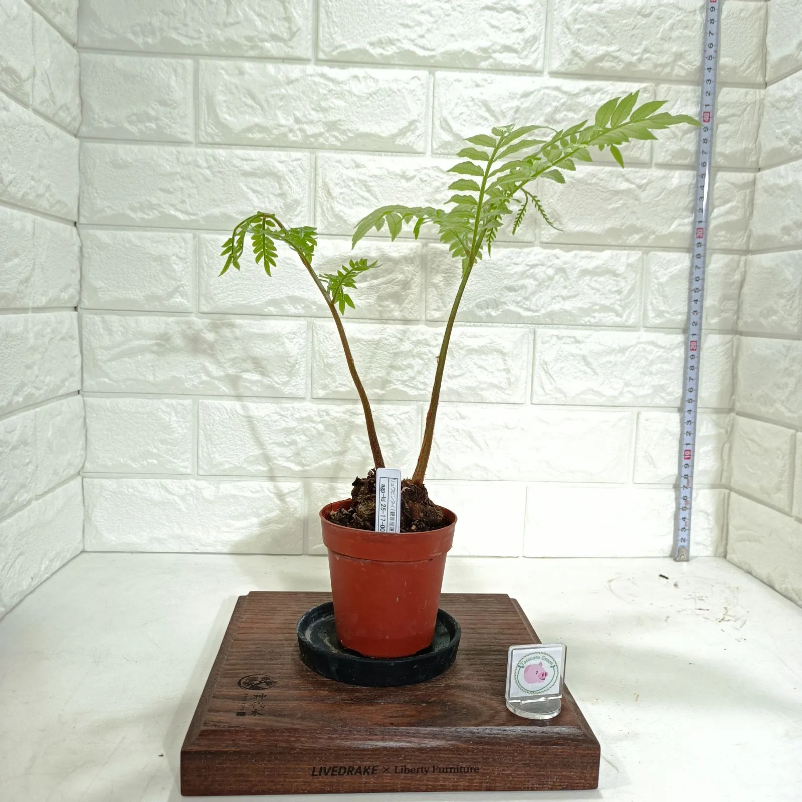 2025年最新】リュウビンタイの人気アイテム - メルカリ