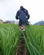 有機栽培米 黒米【古代米】 国内産（５0０ｇ）ﾊﾟｯｸ-6