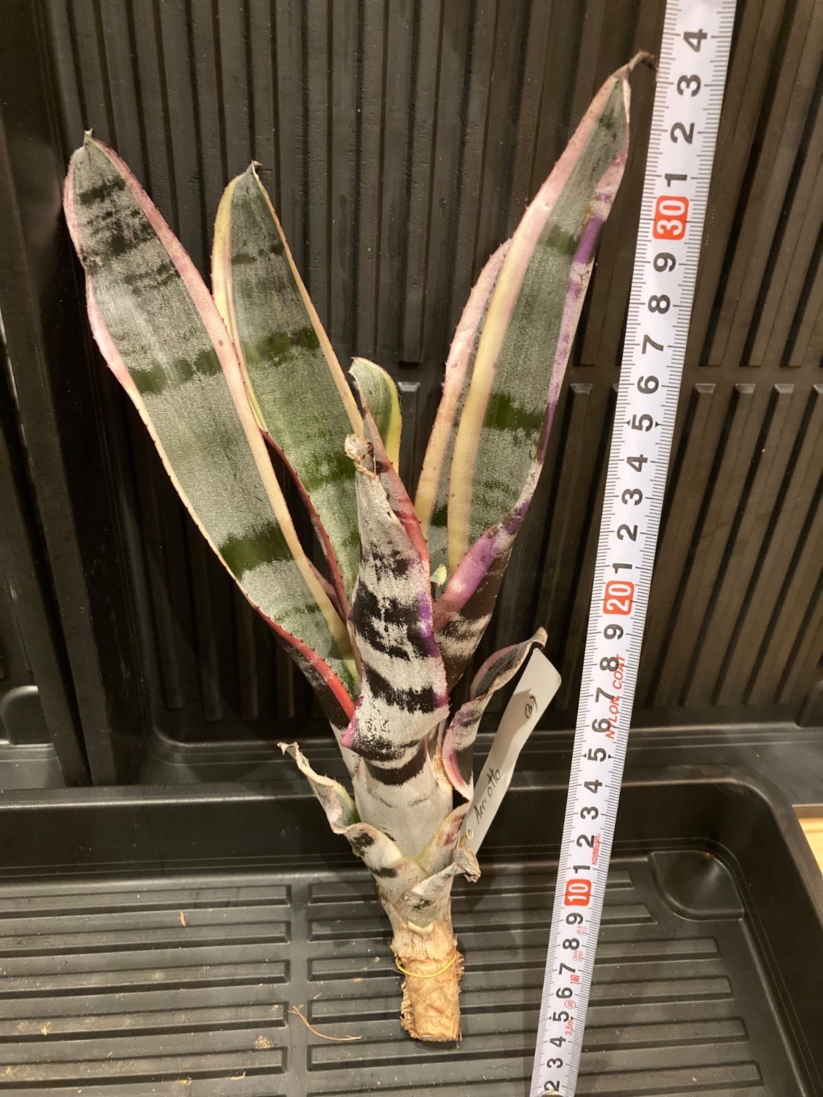 エクメア Aechmea Otto