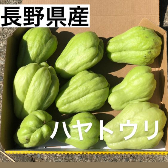 長野県産 無農薬 ハヤトウリ - メルカリ