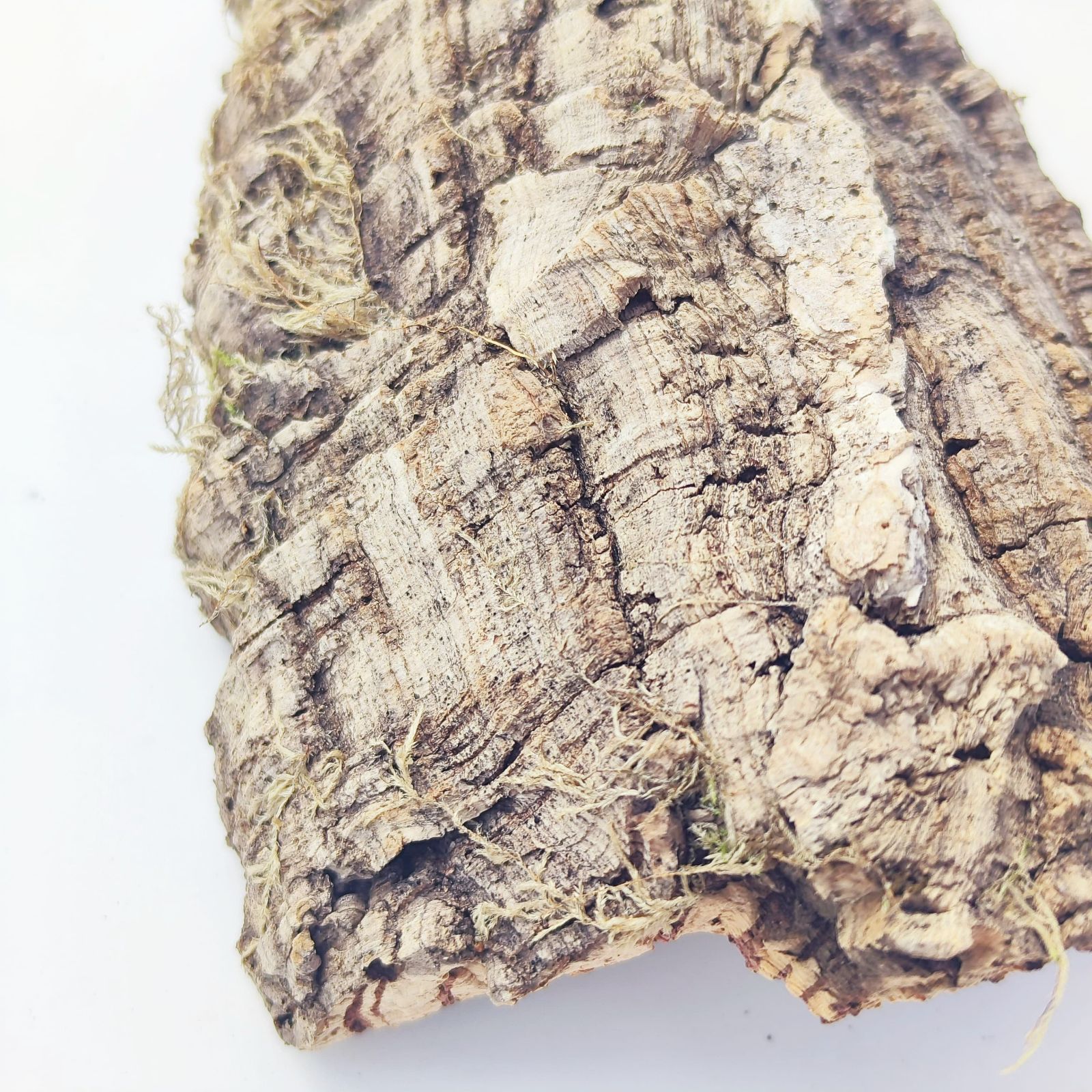 c0017 お買得品 ポルトガル産 厚め コルク樹皮 コルク板