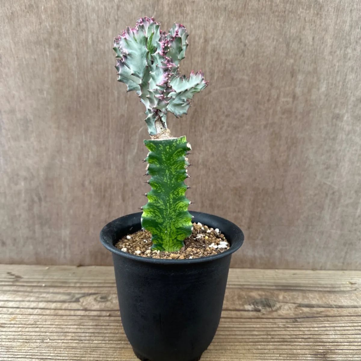 ユーフォルビア マハラジャ ④ 現品 Euphorbia lactea 帝錦 夕焼けサンゴ 接ぎ木 接木 観葉植物 観葉 植物 珍奇植物 珍奇 珍しい  レア 希少 多肉植物 多肉 カクタス おうち時間 グリーン アートプランツ - メルカリ