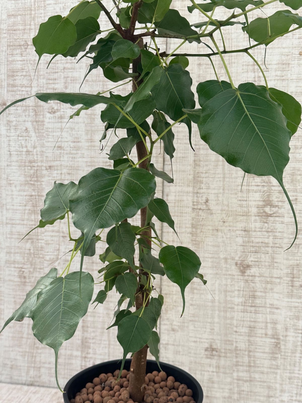 インドボダイジュ 10号 観葉植物