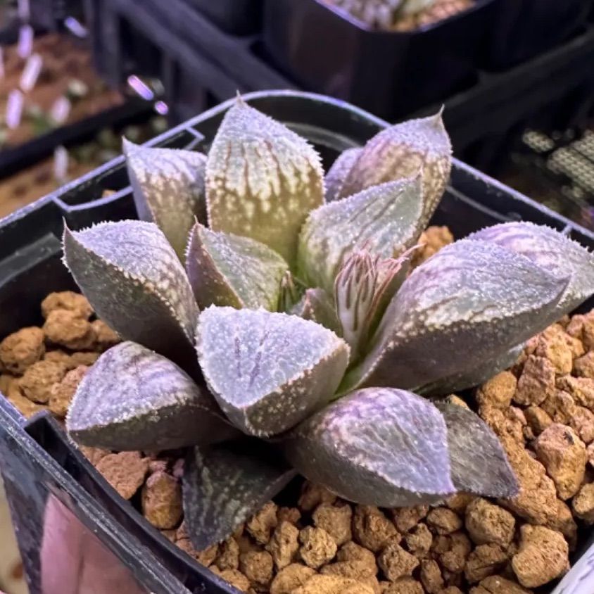 多肉植物ハオルチア☆夢殿 - メルカリ