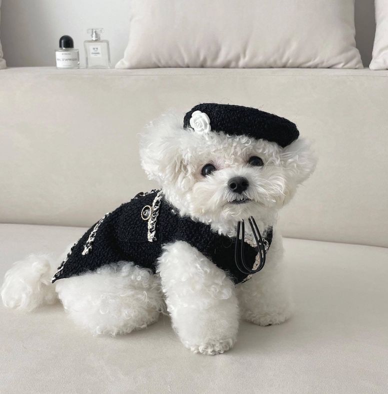 未使用 伝統工芸 薩摩焼 白薩摩 白小菊 蓋付湯呑5客 木箱入り