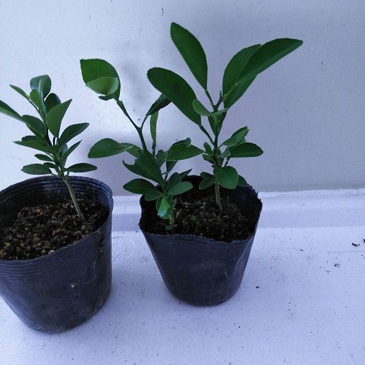 シークワーサーの苗木 農薬不使用 ３本セット - メルカリ