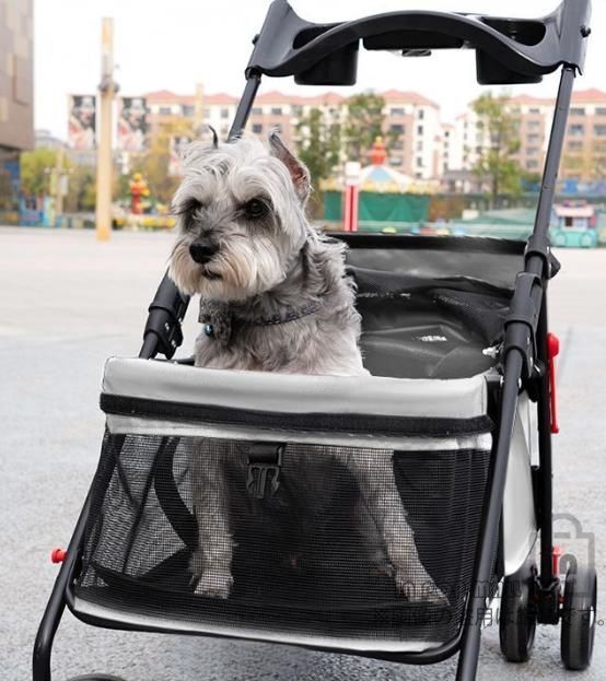 老犬