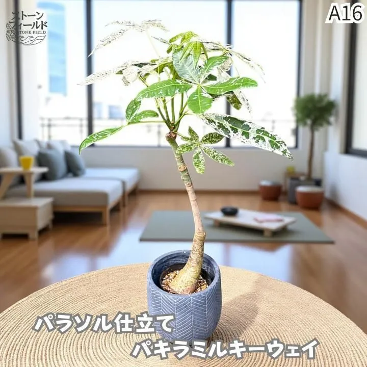 パキラ・パラソル仕立て２｜存在感抜群のインテリアグリーン｜無機質用土 パキラ・パラソル仕立て2｜存在感抜群のインテリアグリーン