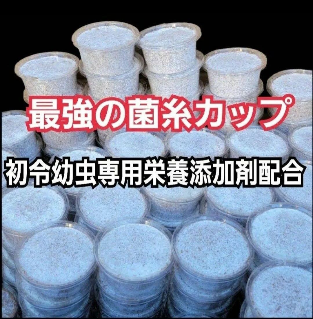 特選 ヒマラヤひらたけ菌糸カップ120ml 50個セット 初令 2令幼虫 栄養添加剤配合 オオクワガタ ニジイロ ヒラタ ノコギリに