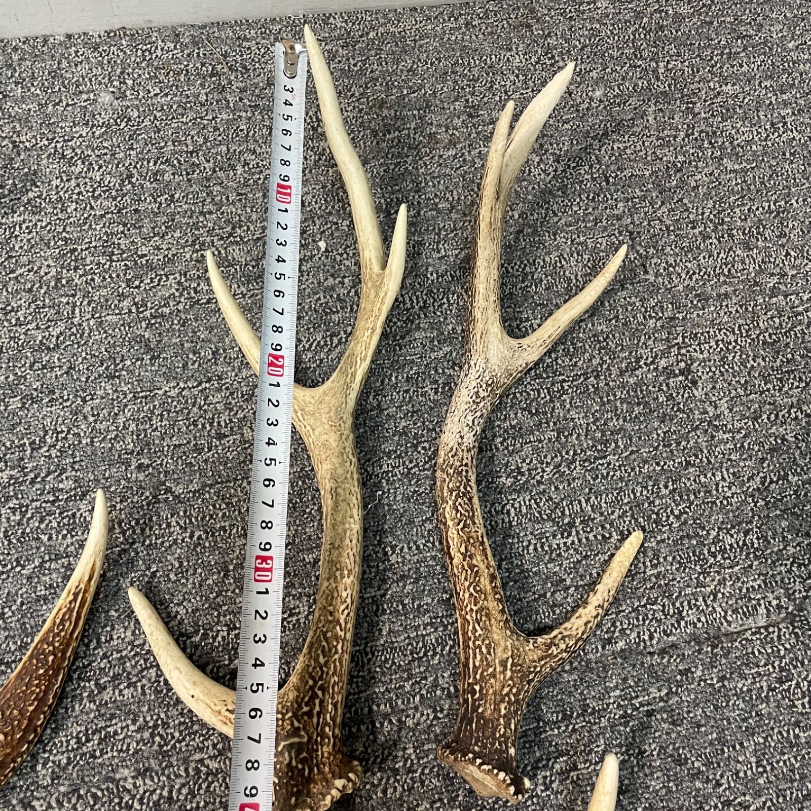 ♭ 鹿の角 8本セット 全長30cm〜53cm 鹿角 まとめて - メルカリ ♭ 鹿の角 8本セット 全長30cm〜53cm 鹿角 まとめて - メルカリ
