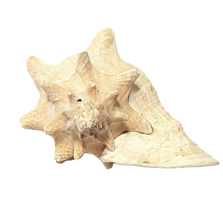 ピンク貝 コンク貝 貝殻 貝殻オブジェ 貝殻置物 希少 標本