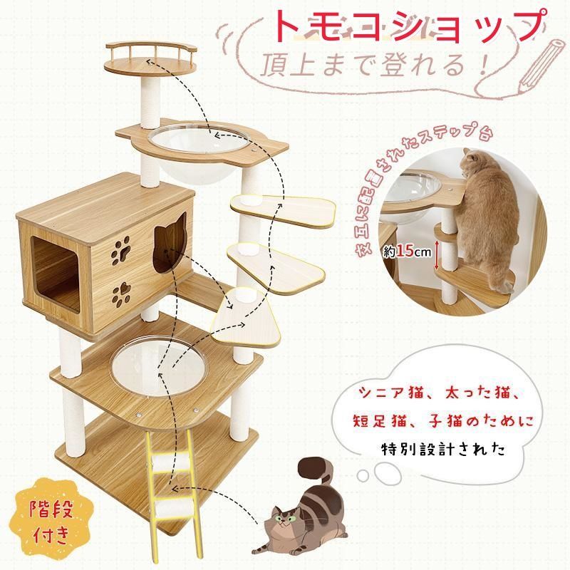 子猫 短足猫