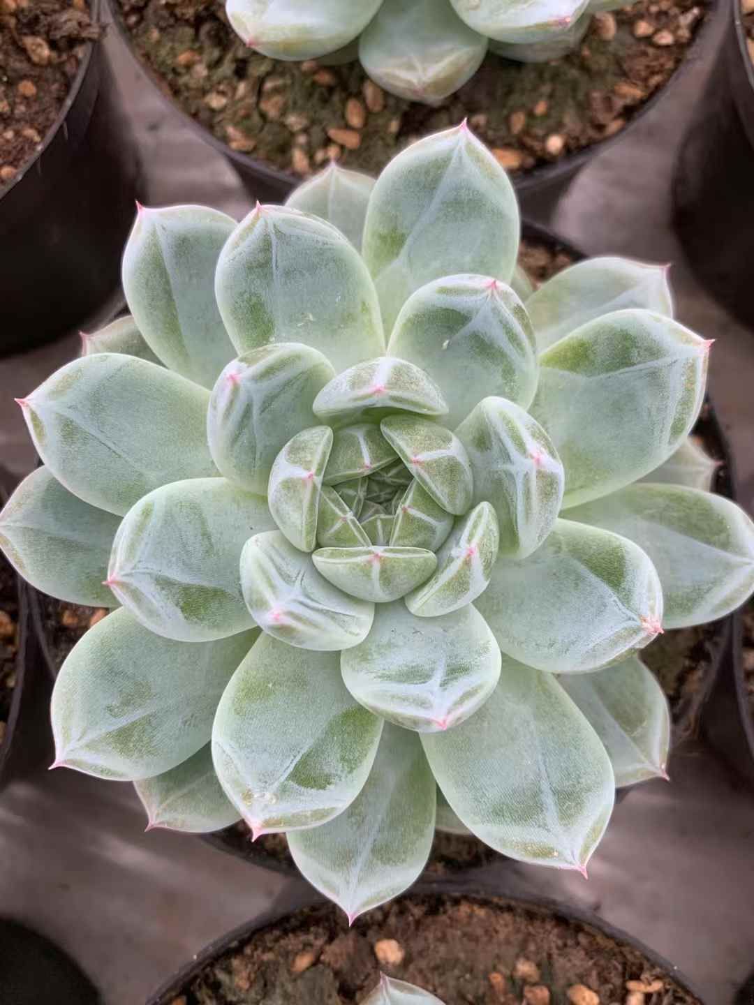 15株の抜き苗セット】スノーフラワージェニー 多肉植物 佐川急便発送