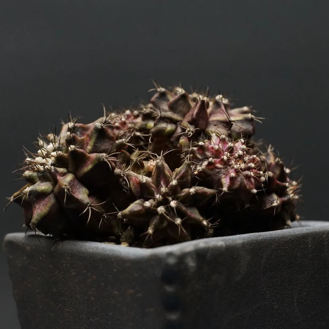 Gymnocalycium