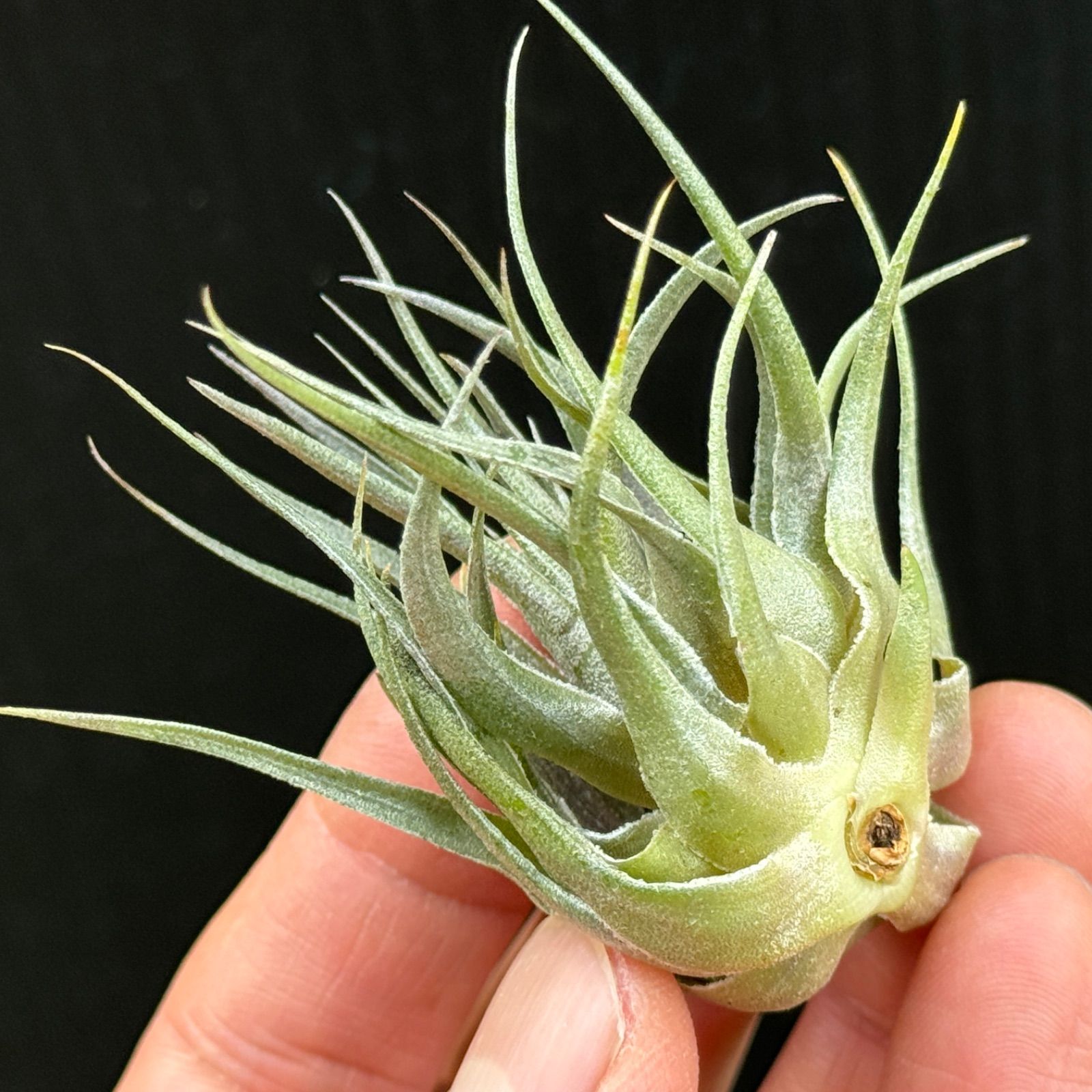 Tillandsia kautskyi チランジア カウツキー No.0192 Tillandsia