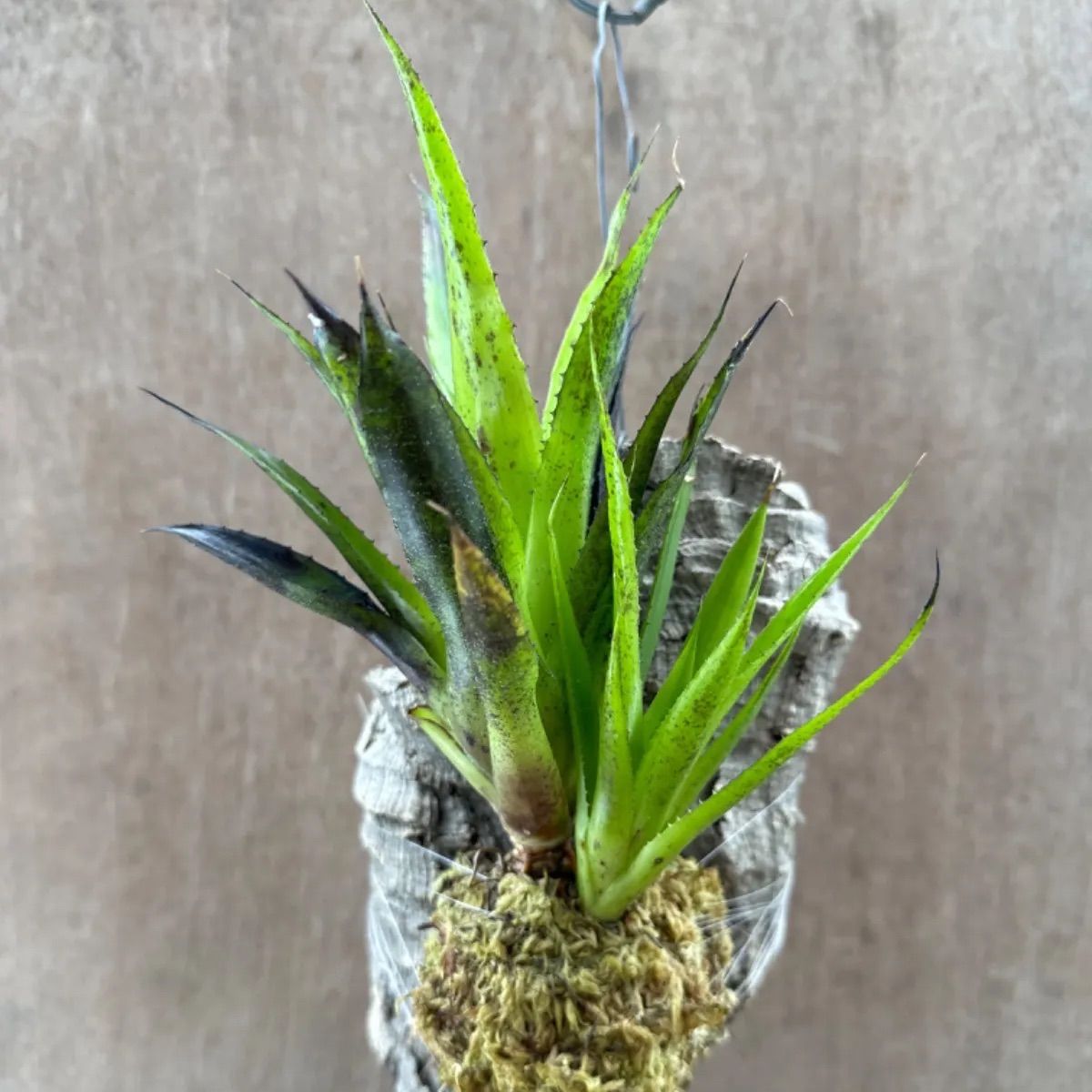 タンクブロメリア 不明品種 コルク付け ホヘンベルギア 現品 Hohe ビルベルギア Billbergia ネオレゲリア Neoregelia  エクメア Aechmea アナナス パイナップル タンクブロメリア - メルカリ