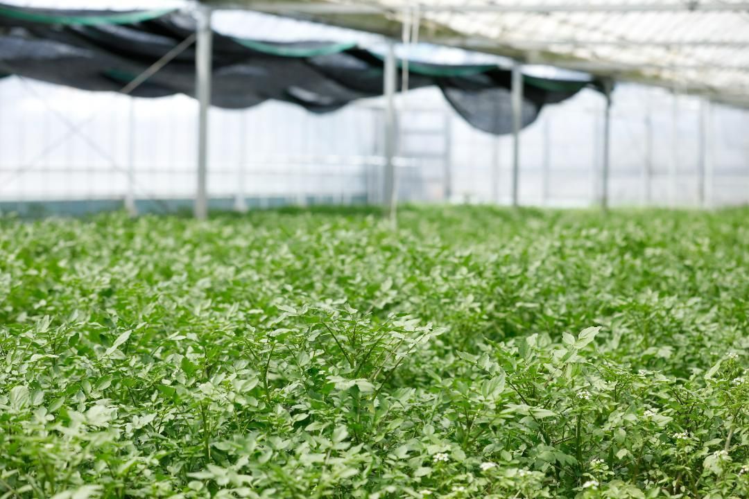 農家直送！減農薬クレソン約1kg クール便 即日発送 - メルカリ