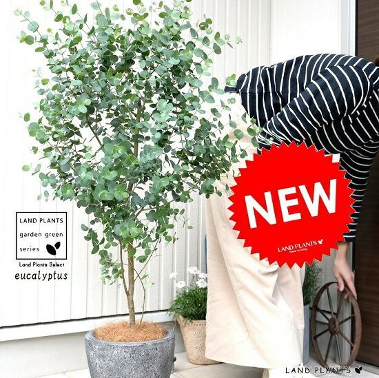 盆栽鉢】中国宜興 朱泥 額入雲脚 楕円鉢 盆栽鉢】中国宜興 大型