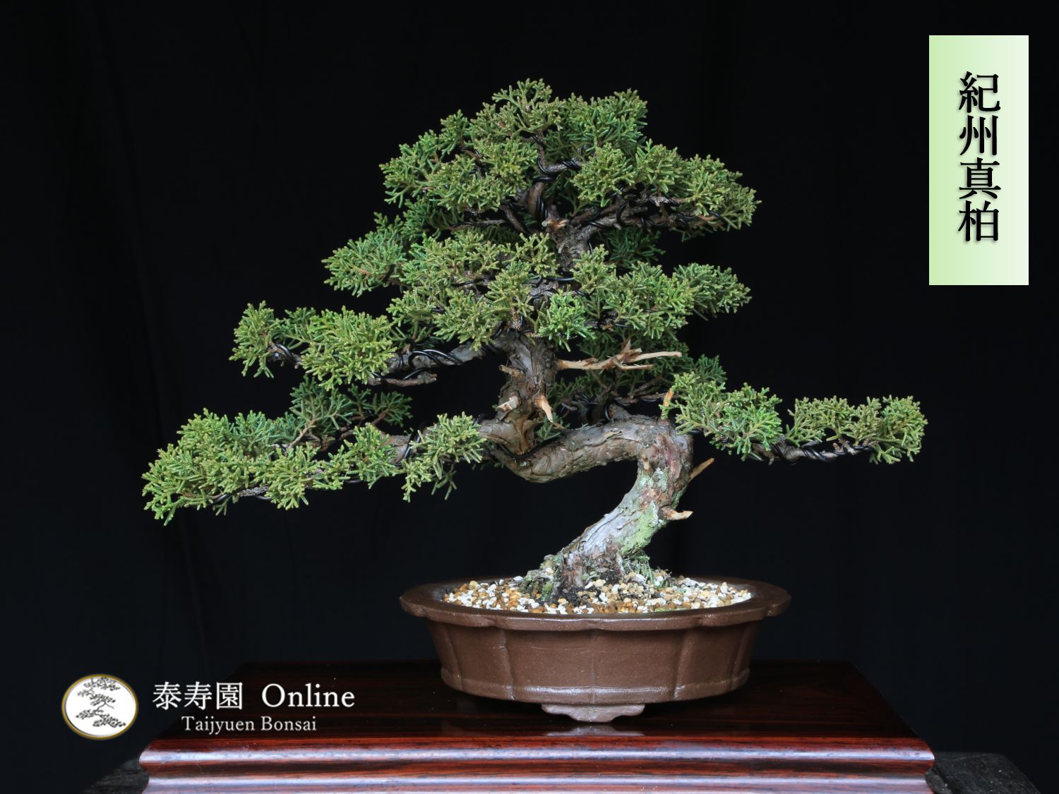 紀州真柏 小品盆栽 貴風盆栽 泰寿園 Online 現品 古木 真柏 松柏 松 室内 鑑賞 趣味 卓上盆栽 盆栽鉢 グリーン 和 ギフト プレゼント 贈答品 誕生日 母の日 父の日 敬老の日 記念日 お祝い 優良葉性 インテリア 1