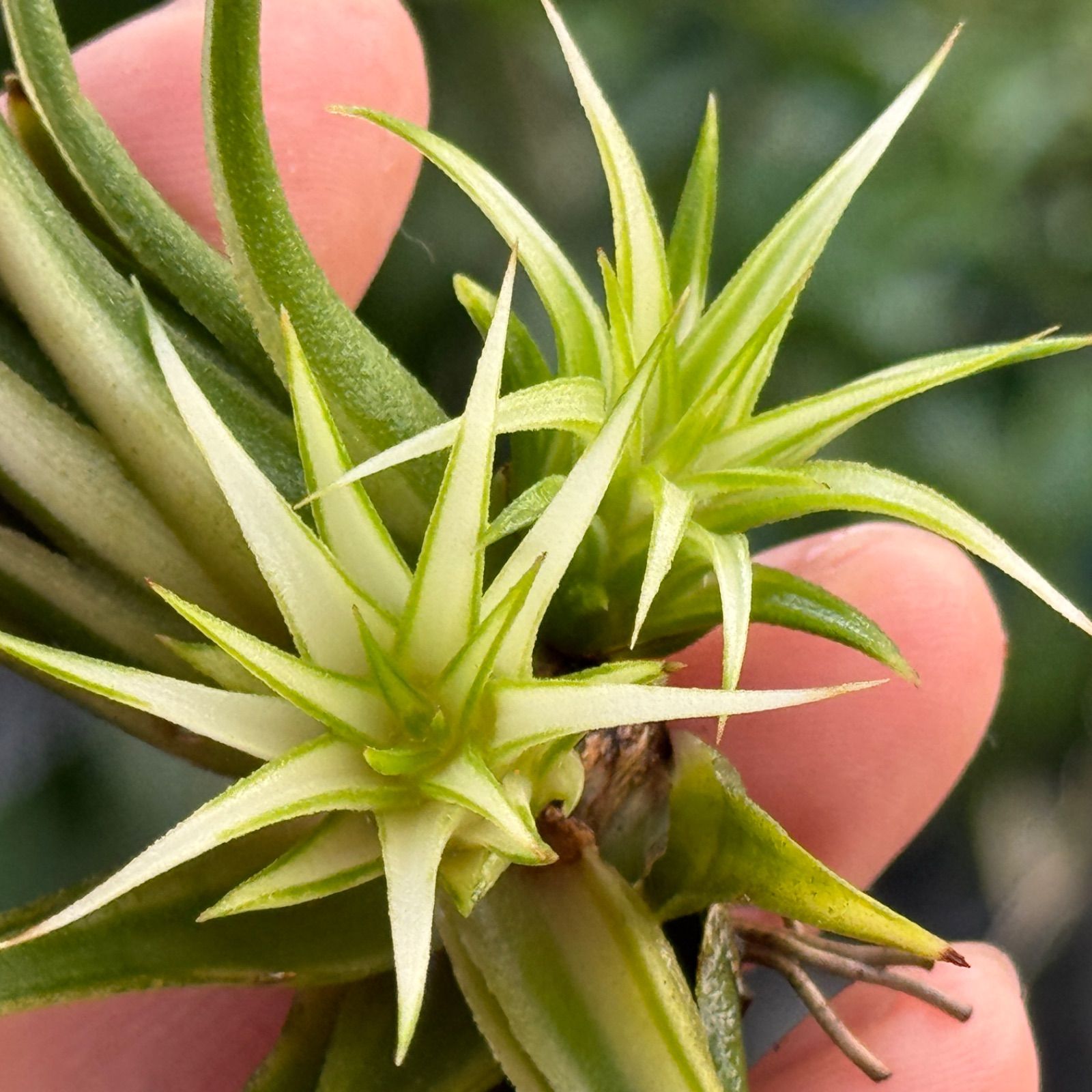 アルボマージナータ Tillandsia