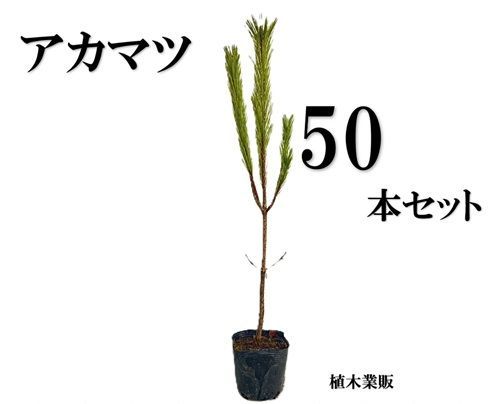 50本セット アカマツ樹高0.5m前後10.5cmポット