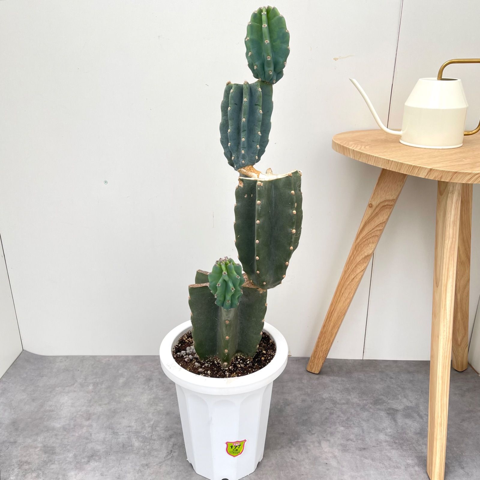 観葉植物 室内