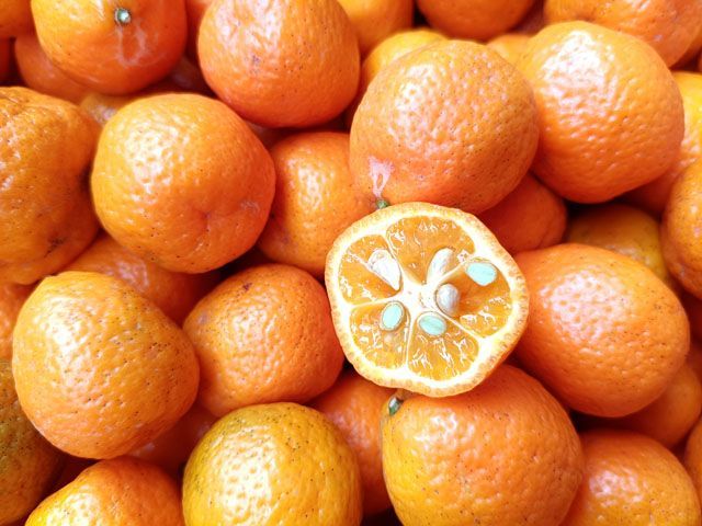 ご家庭用 愛媛産 赤レモン 約9ｋｇ1箱