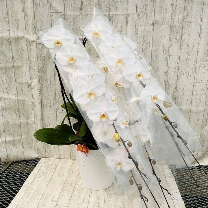 大輪胡蝶蘭白５本立 花並びの不揃い