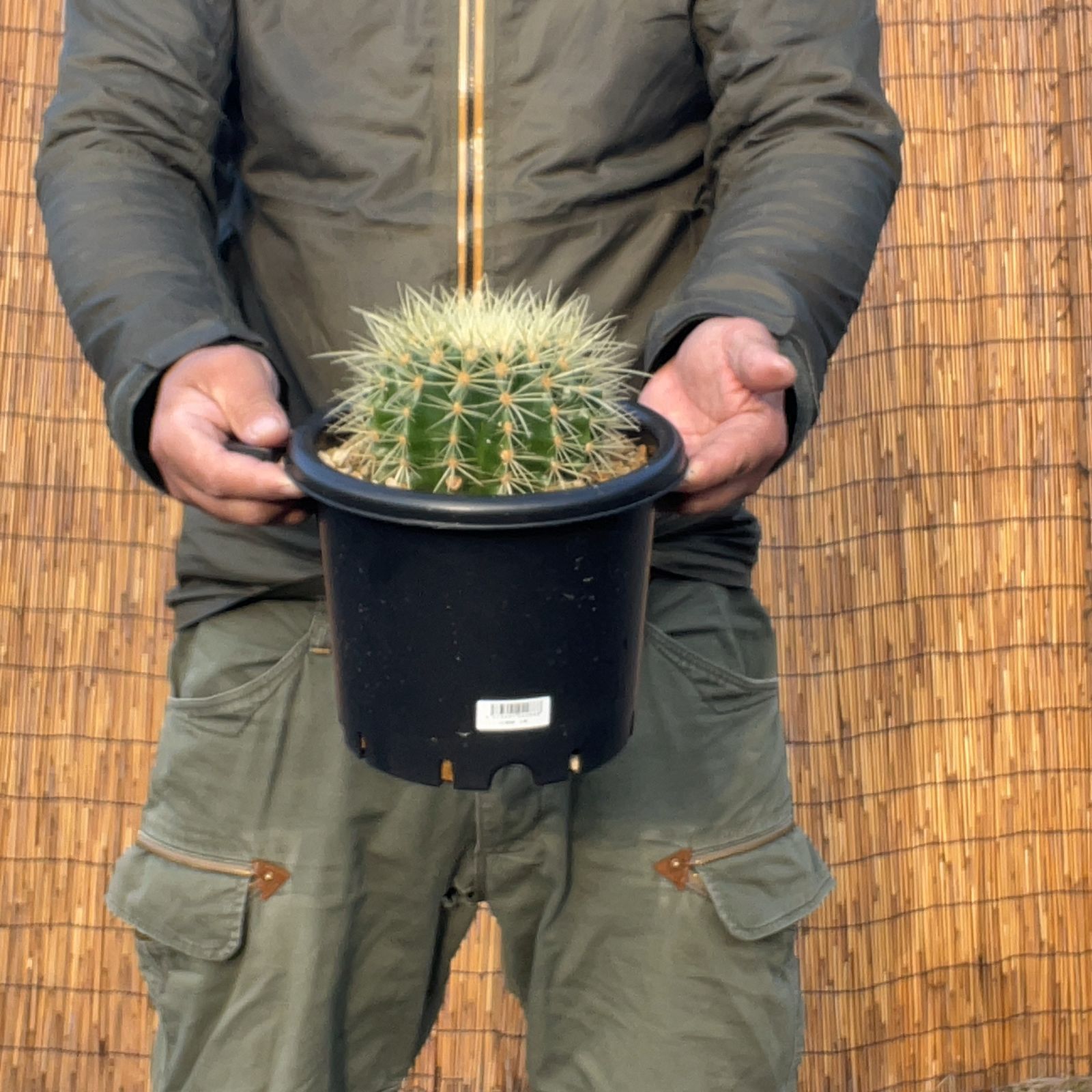 サボテン　金鯱錦　実根　鉢ごと発送 サボテン 金鯱錦 実根 鉢ごと発送 - メルカリ