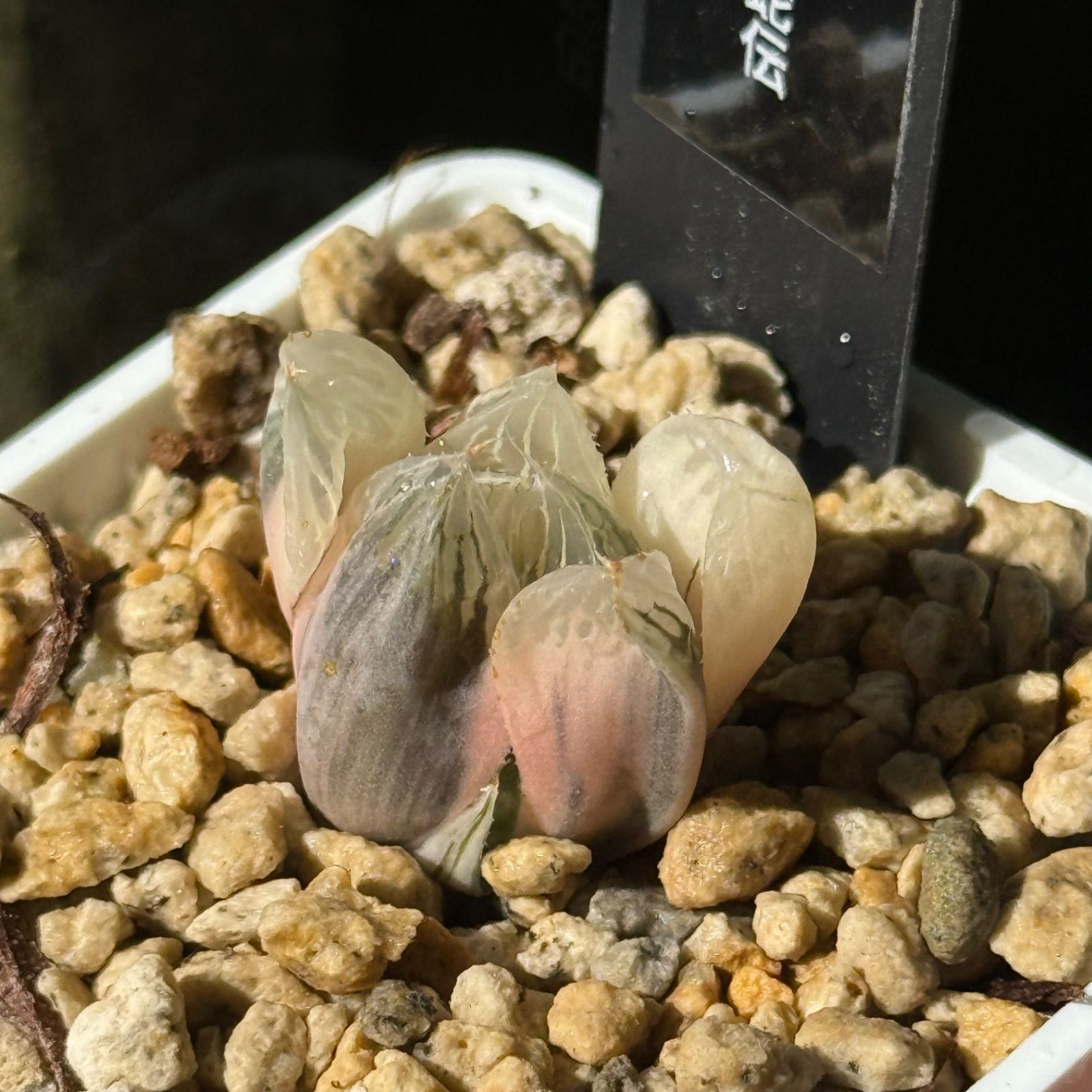 多頭！　ハオルチア　白蛇伝　発根発芽済　速達付発送 超多頭！！？ ハオルチア 白蛇伝 発根発芽済 速達付発送