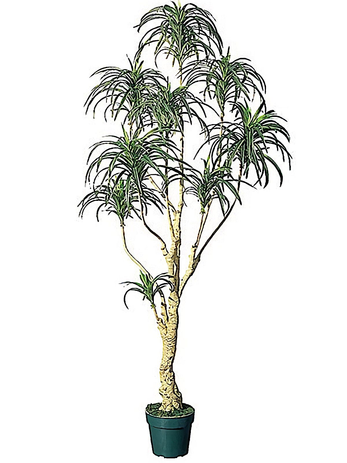 光触媒 人工観葉植物 ウォールグリーン フェイクグリーン ユッカツリー